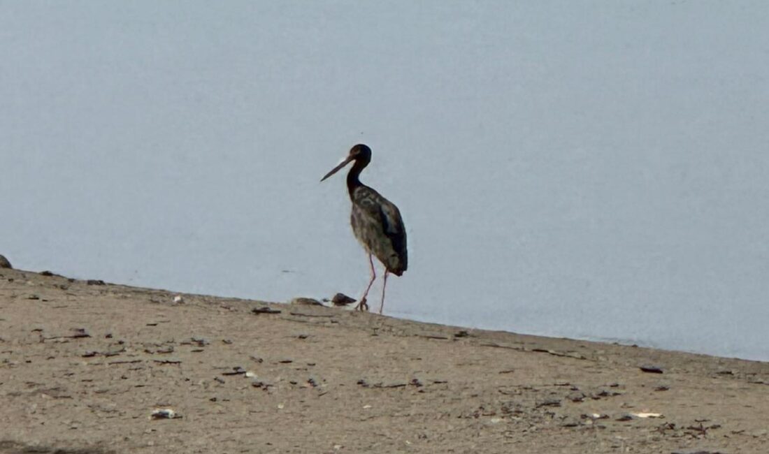 Türkiye’de nadir görülen ve dünya genelinde nesli tükenme tehlikesiyle karşı