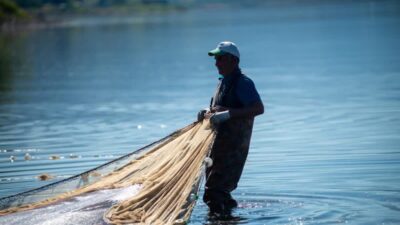İznik Gölü’nde bu sezon gümüş balığı avında yaşanan bolluk, bölgedeki