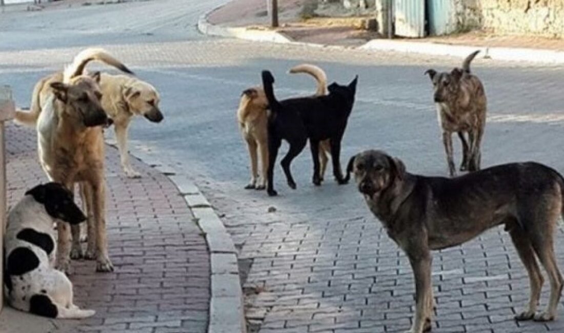 Bursa’nın Orhangazi ilçesine bağlı Narlıca Mahallesi’nde, vatandaşlardan gelen yoğun şikayet