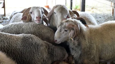 Osmangazi Belediye Başkanı Erkan Aydın, Kurban Bayramı öncesi kurban pazarlarına