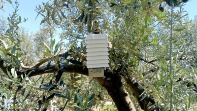 Bursa’nın en önemli tarımsal geçim kaynaklarından biri olan zeytin ağaçları