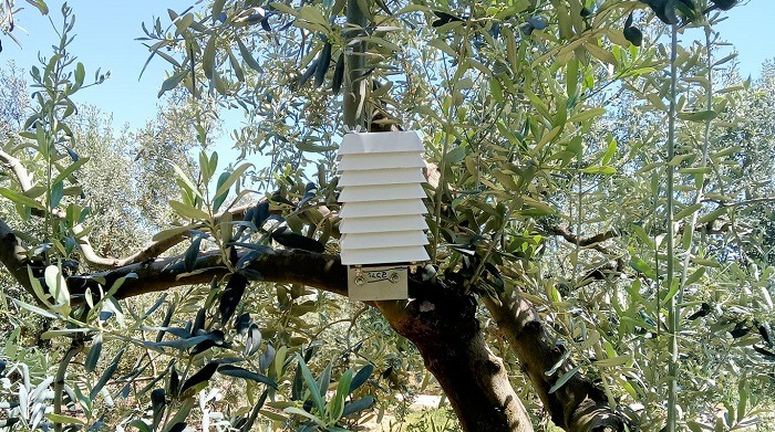 Bursa’nın en önemli tarımsal geçim kaynaklarından biri olan zeytin ağaçları
