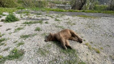 Bursa’da, Orhangazi - Gemlik yolu kenarında hareketsiz halde yatan bir