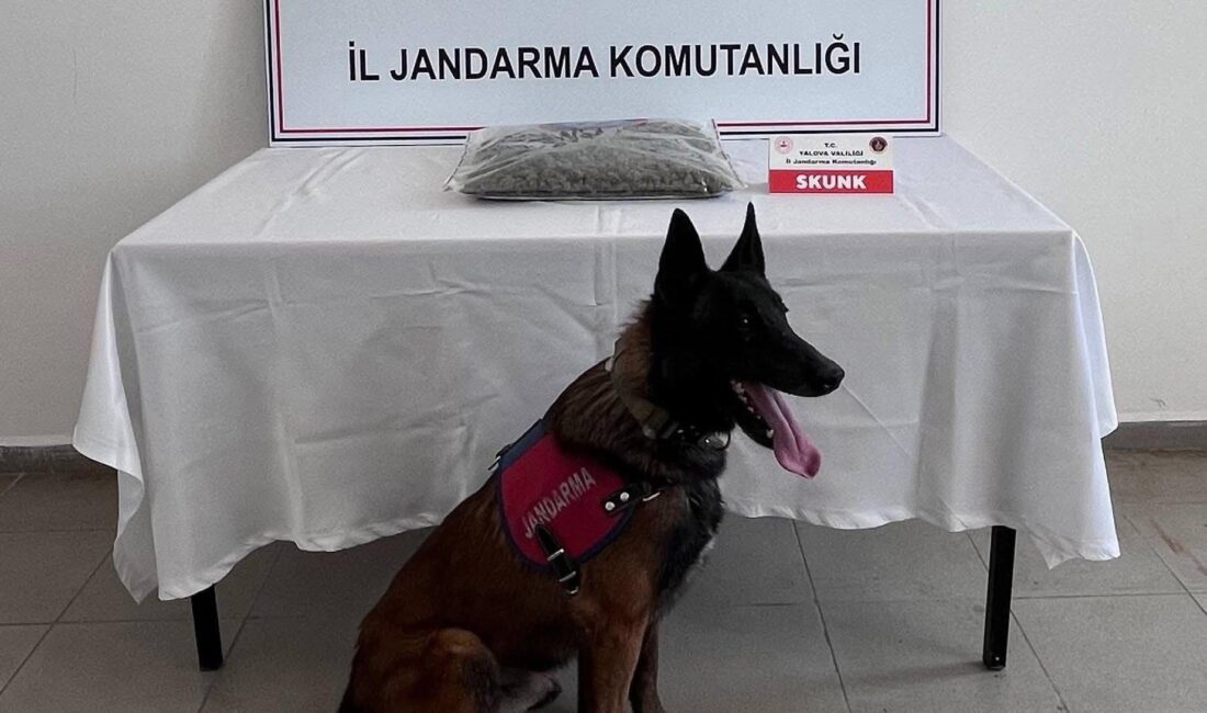 Yalova’da uyuşturucuya geçit verilmiyor. İl Jandarma Komutanlığı ekiplerinin yürüttüğü titiz