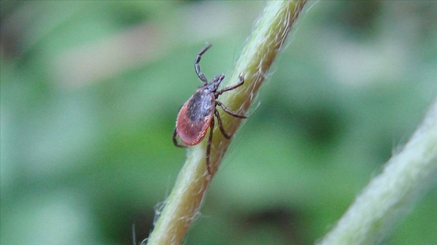 Türkiye genelinde hava sıcaklıklarının artmasıyla birlikte kene popülasyonu da yükselişe