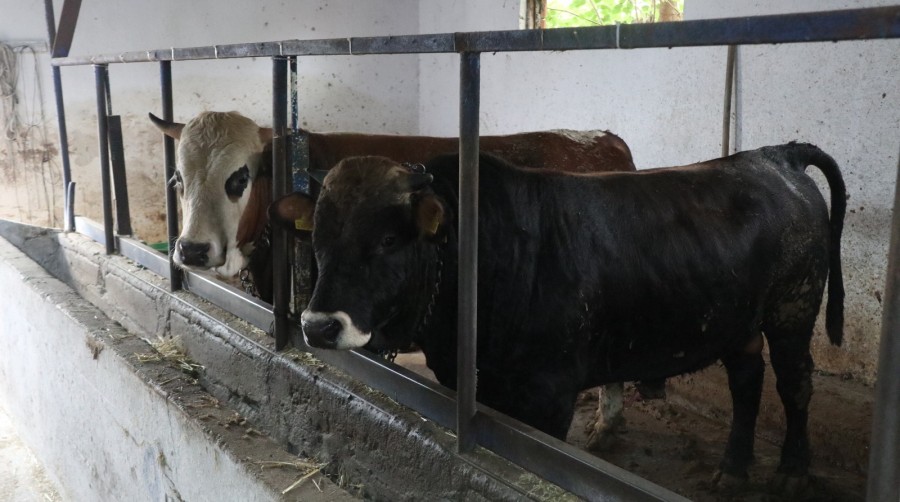 Kurban bayramı öncesi Bursa'nın Orhangazi ilçesinde  kurbanlık satışı yapan besiciler,