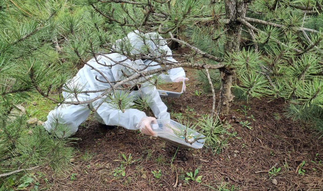 Bursa Orman Bölge Müdürlüğü, çam ormanlarının en büyük zararlılarından biri