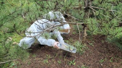 Bursa Orman Bölge Müdürlüğü, çam ormanlarının en büyük zararlılarından biri