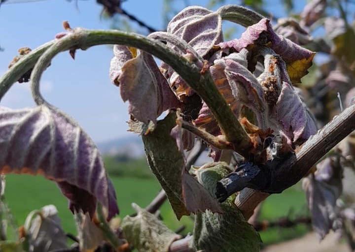 Orhangazi İlçe Tarım ve Orman Müdürlüğü, bu geceden itibaren başlayarak