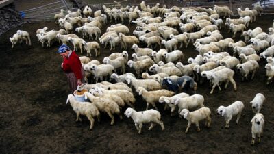 Kırsal kalkınmayı hamlesini hızlandırmak ve aile işletmelerini güçlendirmek amacıyla hayata