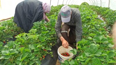 Bursa’nın bölgesinin en önemli çilek üretim merkezlerinden biri olan  Orhangazi