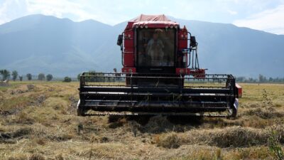 Son yıllardaki kuraklık gerekçesi ekimi için yasak kararı uygulanan çeltik