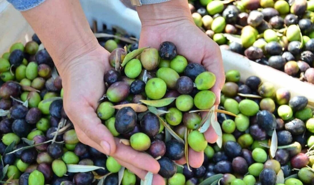 Türkiye’nin sofralık zeytin merkezlerinden Bursa’da, Nisan ayı ile birlikte etkili