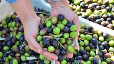 Türkiye’nin sofralık zeytin merkezlerinden Bursa’da, Nisan ayı ile birlikte etkili