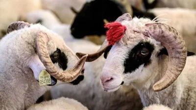 Kurban Bayramı yaklaşırken Bursa'da hazırlıklar hız kazandı. Kasaplar Odası Başkanı