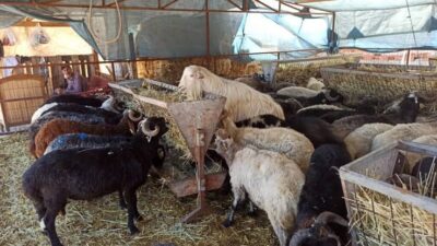 Kurban Bayramı yaklaşırken dolandırıcılar bu kez sahte kurbanlık ilanlarıyla vatandaşları