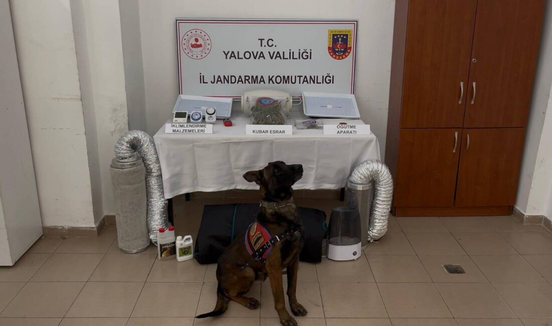Yalova İl Jandarma Komutanlığı ekipleri tarafından uyuşturucuyla mücadele kapsamında gerçekleştirilen