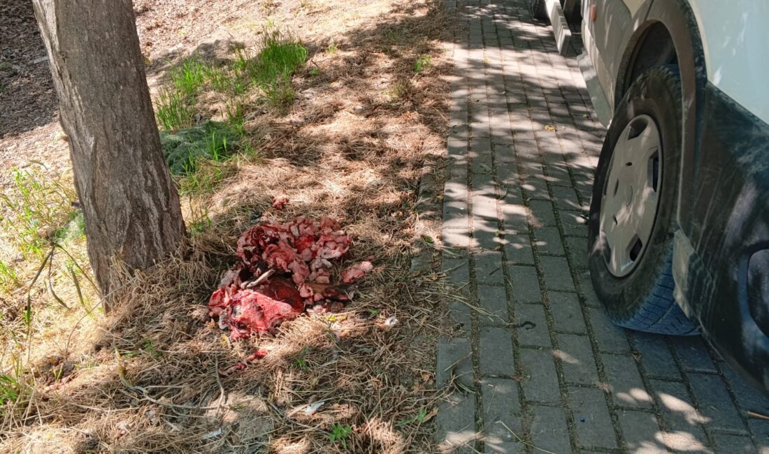 Bursa’nın Orhangazi ilçesinde Kurban Bayramı nedeniyle kesilen kurbanlıklara ait et
