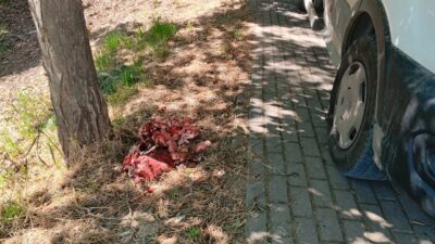 Bursa’nın Orhangazi ilçesinde Kurban Bayramı nedeniyle kesilen kurbanlıklara ait et