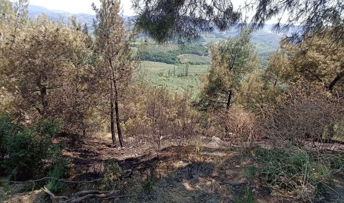 Bursa'nın Gemlik ilçesine bağlı Yeniköy Mahallesi'nde bulunan piknik alanının yakınlarında