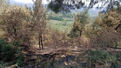 Bursa'nın Gemlik ilçesine bağlı Yeniköy Mahallesi'nde bulunan piknik alanının yakınlarında