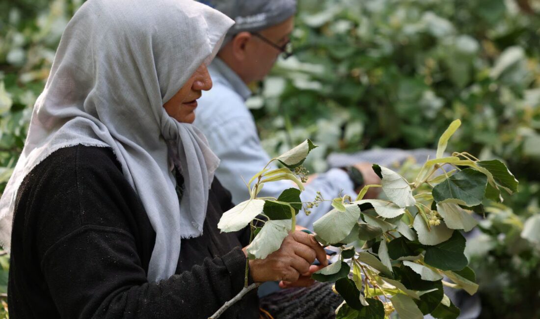 Bursa ormanlarında şifa kaynağı olarak bilinen ıhlamur ağaçlarında hasat sezonu