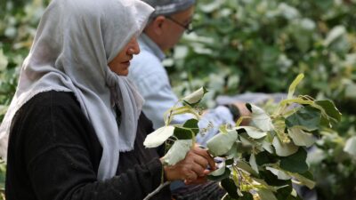 Bursa ormanlarında şifa kaynağı olarak bilinen ıhlamur ağaçlarında hasat sezonu