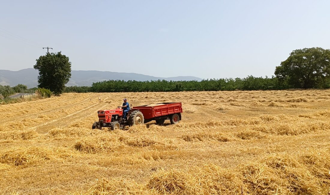 Bursa'nın tarımda öne çıkan ilçelerinde bu yıl tahıl hasadı, bahar