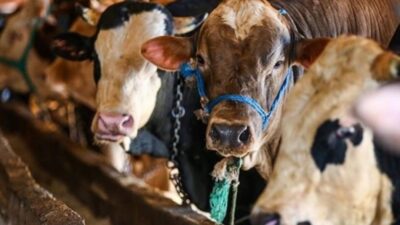 Bursa'nın Orhangazi ilçesinde yaşanan olayda, kurbanlık satışlarından elde edilen yaklaşık