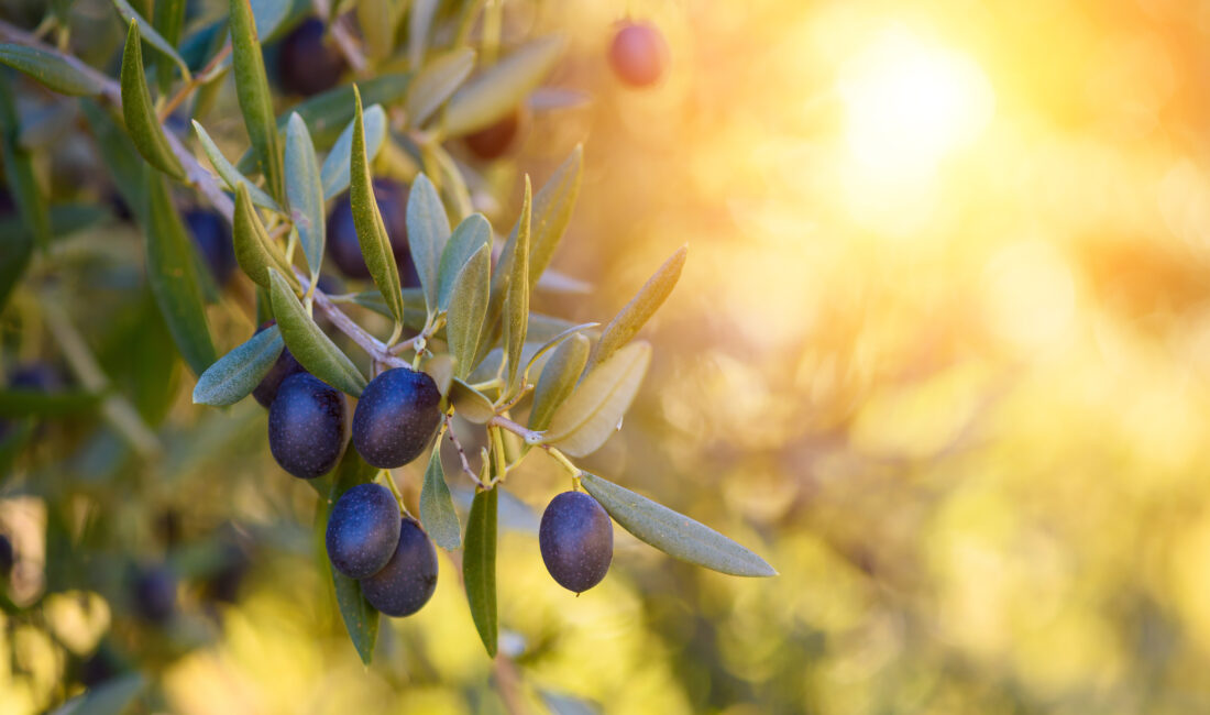 Sofralık zeytin üretiminde dünyada ilk sırada, zeytinyağı üretiminde ise ikinci