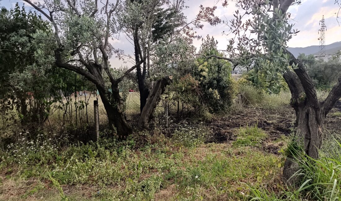 Bursa'nın Orhangazi ilçesinde otluk alanda çıkan yangın, kısa sürede çevredeki
