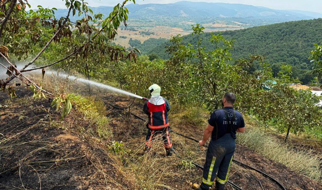 Bursa'nın Orhangazi ilçesi ile Yalova il sınırında bulunan meyve bahçesinde