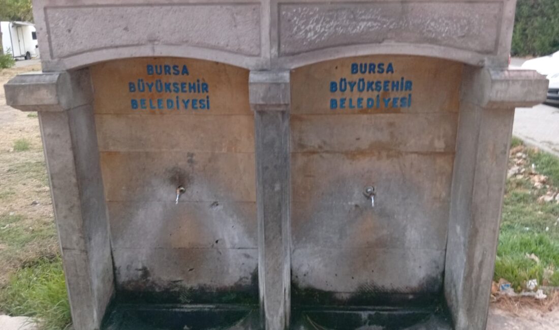 Bursa'nın Orhangazi ilçesinde, İznik Gölü sahilindeki çamlık mesire alanında bulunan