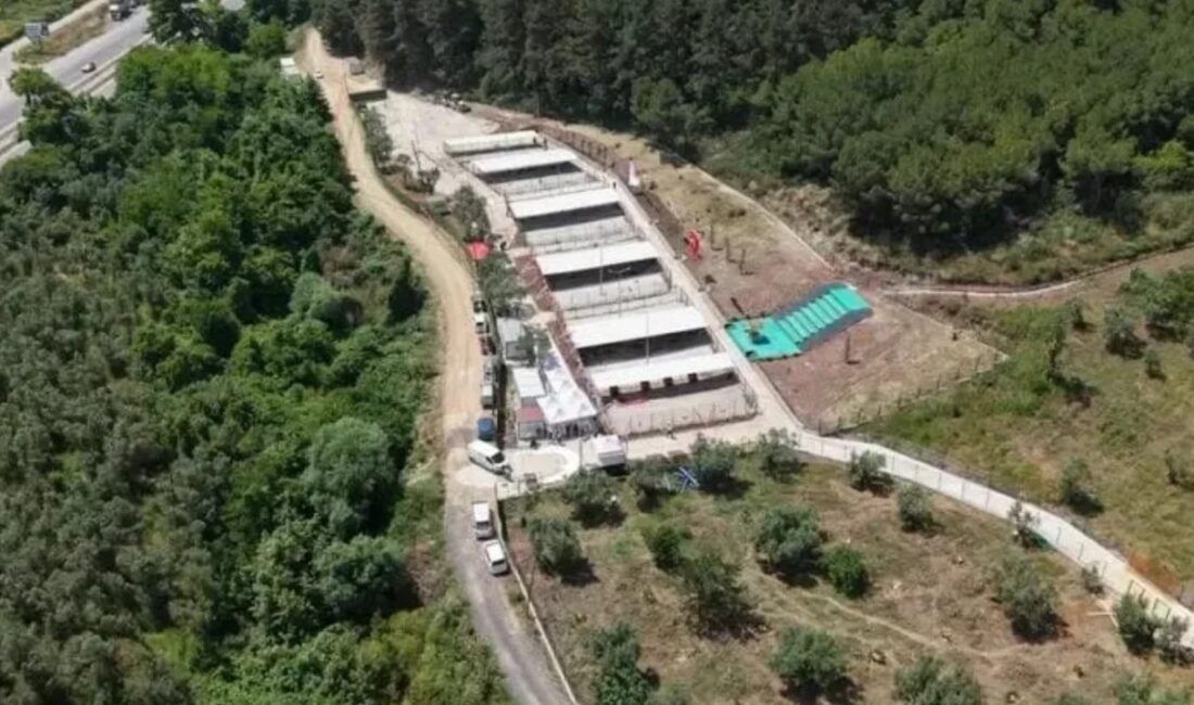 Gemlik Belediyesi'ne ait hayvan bakımevindeki koşullara ilişkin gündeme gelen iddialara