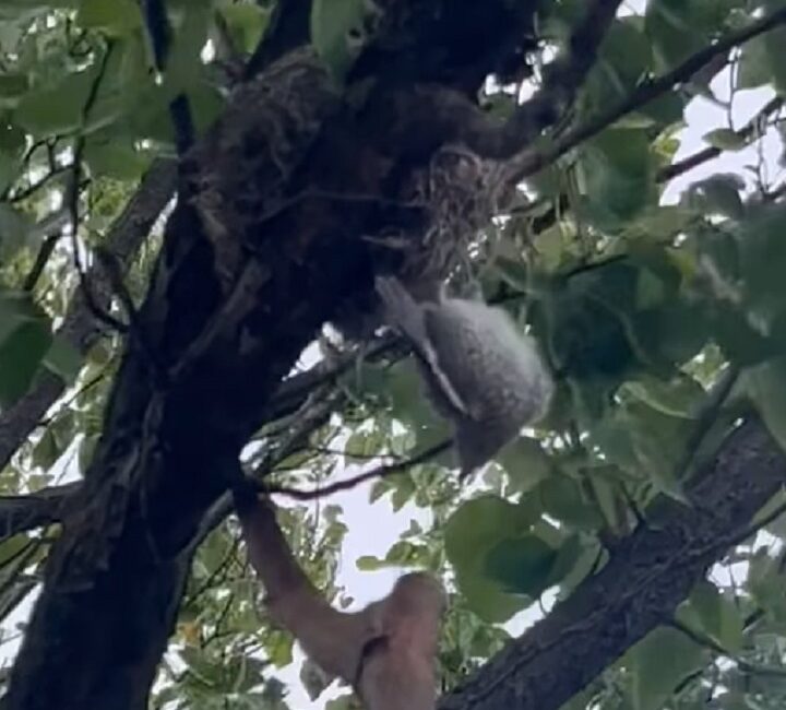 Bursa'nın Gemlik ilçesinde hobi bahçesine ağaçlarını sulamaya giden bir vatandaş,
