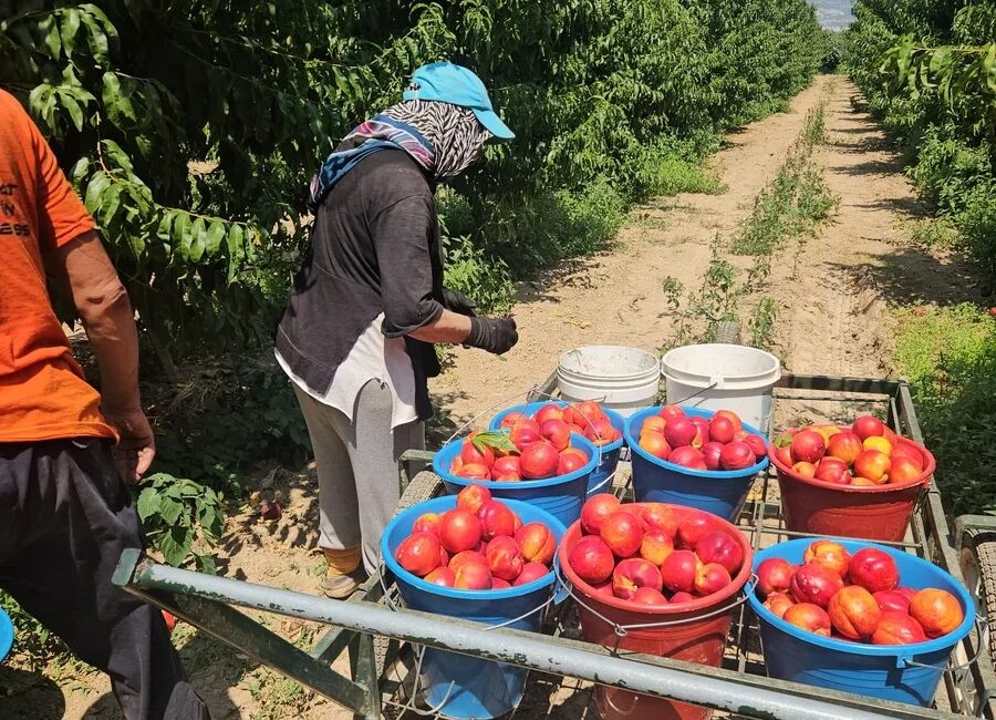 Bursa'nın Orhangazi ilçesinde Ziraat Odası, 2026 yılı tarımsal ürün fiyatları