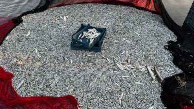 Bursa’nın Orhangazi ilçesinde İznik Gölü’ne açılan balıkçılar, ağustos ayıyla birlikte