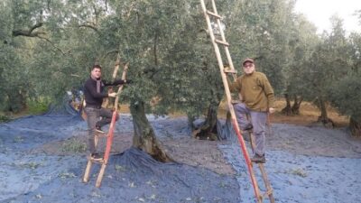 Türkiye’nin önemli zeytin üretim merkezlerinden Bursa’da, ekim ayında başlayacak olan