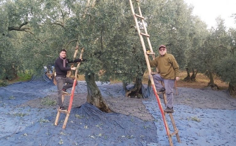 Türkiye’nin önemli zeytin üretim merkezlerinden Bursa’da, ekim ayında başlayacak olan