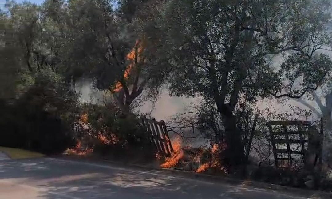Bursa'nın Orhangazi ilçesinde zeytin tarlasında yangın çıktı. Yangın, ekiplerin erken