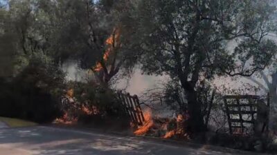 Bursa'nın Orhangazi ilçesinde zeytin tarlasında yangın çıktı. Yangın, ekiplerin erken