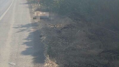 Bursa’nın Yenişehir ilçesinde Çardakköy Kavşağı yakınlarında yol kenarında 4-5 köpeğin