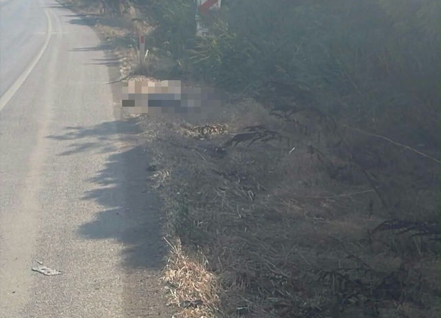 Bursa’nın Yenişehir ilçesinde Çardakköy Kavşağı yakınlarında yol kenarında 4-5 köpeğin