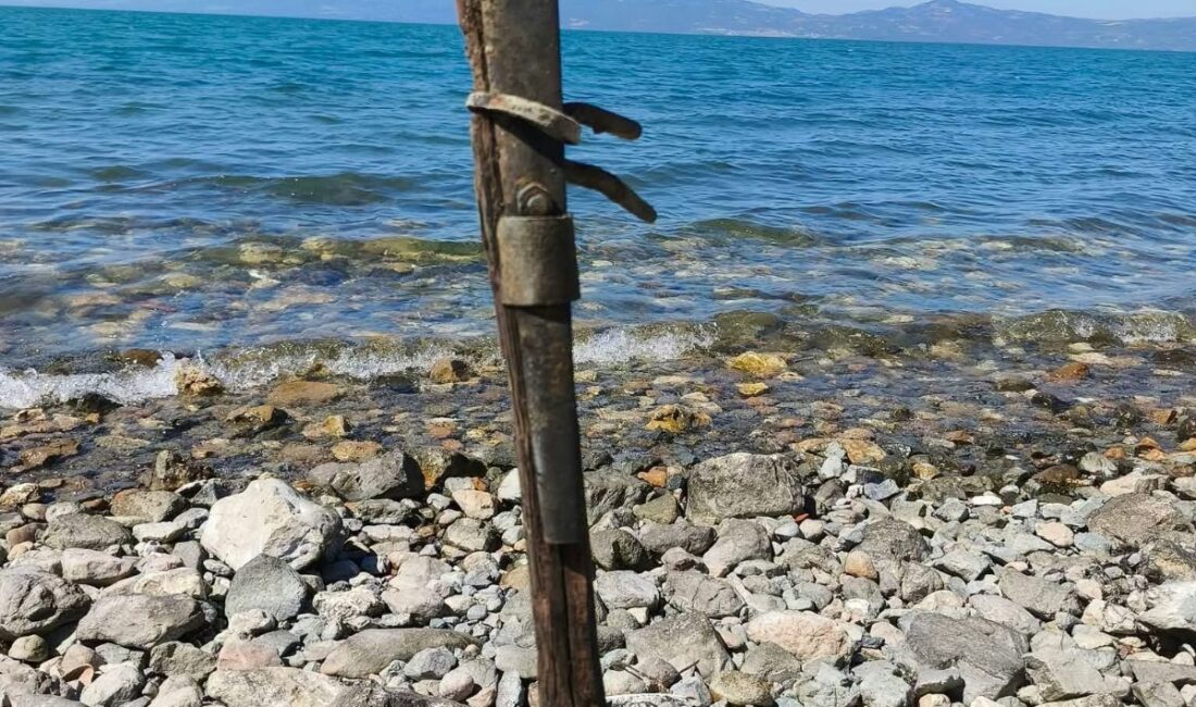 Bursa’nın İznik ilçesinde, İznik Gölü’nün Göllüce Mahallesi sahilinde vatandaşlar tarafından