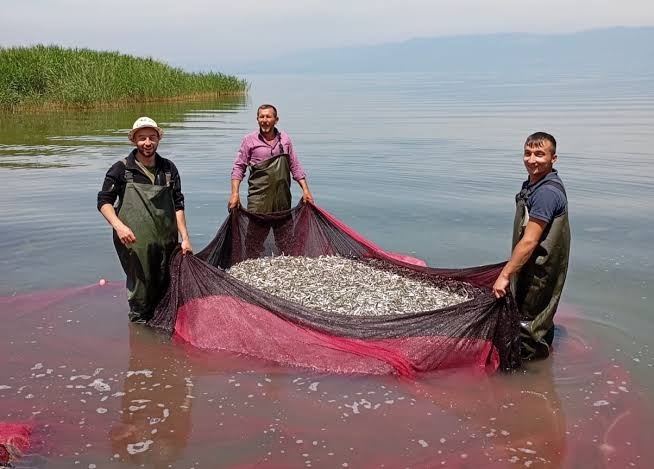 Bursa’nın Orhangazi ilçesinde İznik Gölü’nde ikinci gümüş balığı sezonu devam