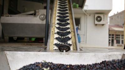 Bursa’nın önemli zeytin üretim merkezlerinden Orhangazi’de, ilçenin zeytinyağını tescilli bir
