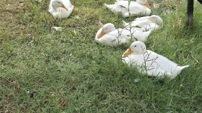 Bursa’nın İznik ilçesinde İznik Gölü’nde yaşayan ördeklerin sayısındaki azalma dikkat