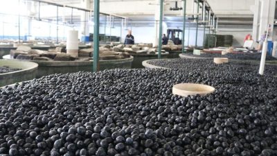 Marmarabirlik Orhangazi Zeytin Tarım Satış Kooperatifi Başkanı Hüseyin Sevdi, yeni