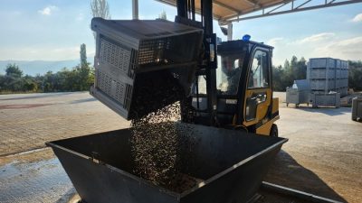 Türkiye’nin önemli sofralık zeytin üretim merkezlerinden Bursa’nın Orhangazi ilçesinde zeytin