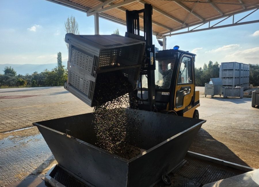 Türkiye’nin önemli sofralık zeytin üretim merkezlerinden Bursa’nın Orhangazi ilçesinde zeytin